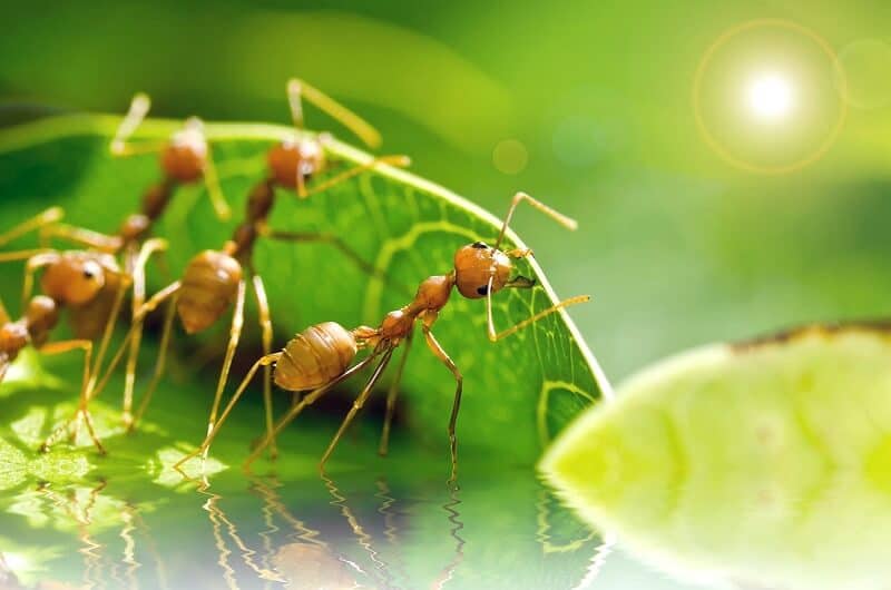 Nằm mơ thấy kiến bu đầy quanh chân mang đến gì?