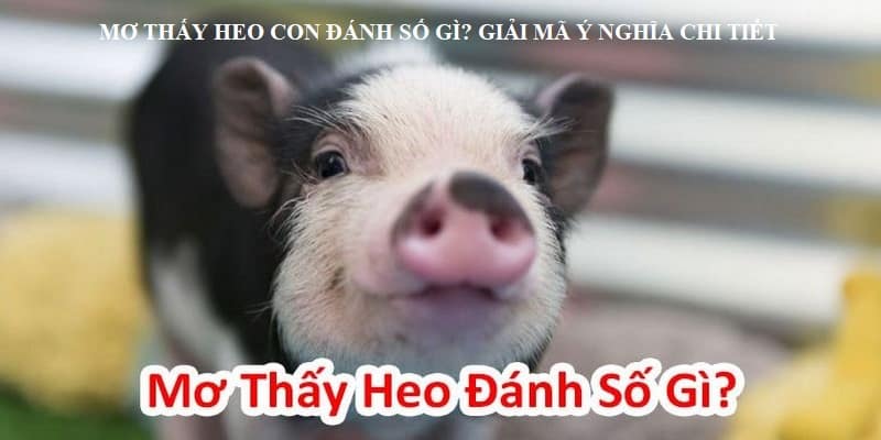 Nằm Mơ Thấy Heo Con Đánh Số Gì? Giải Mã Ý Nghĩa Chi Tiết