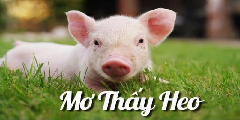 Nằm mơ thấy heo con đánh số gì và ý nghĩa của chúng ra sao?  