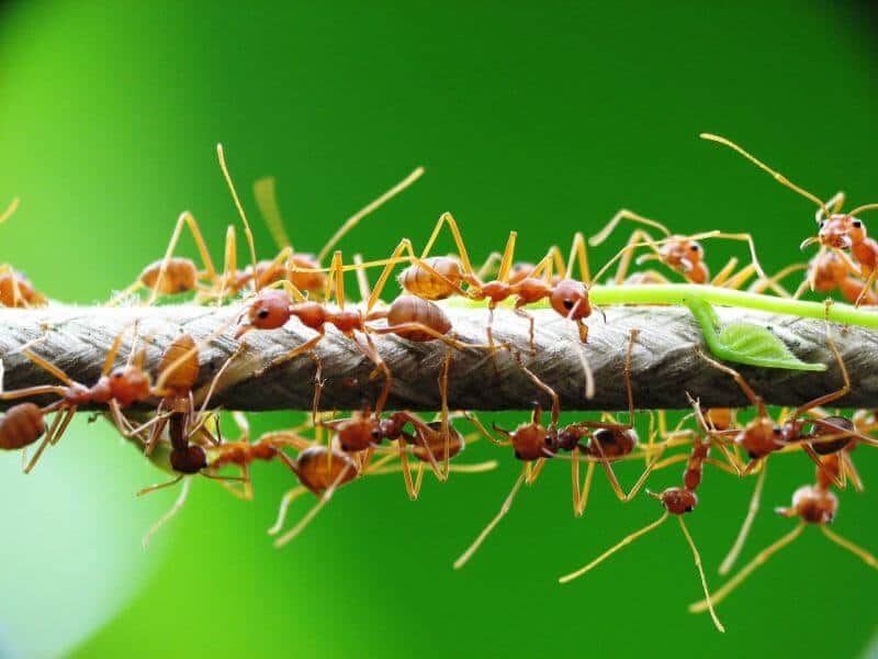Nằm mơ thấy con kiến lửa hoặc kiến màu đen là gì?